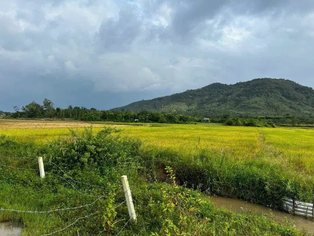 🌾 ĐẤT VIEW SUỐI & CÁNH ĐỒNG SIÊU ĐẸP – SẴN THỔ CƯ GIÁ CHỈ 228 TRIỆU 🌾