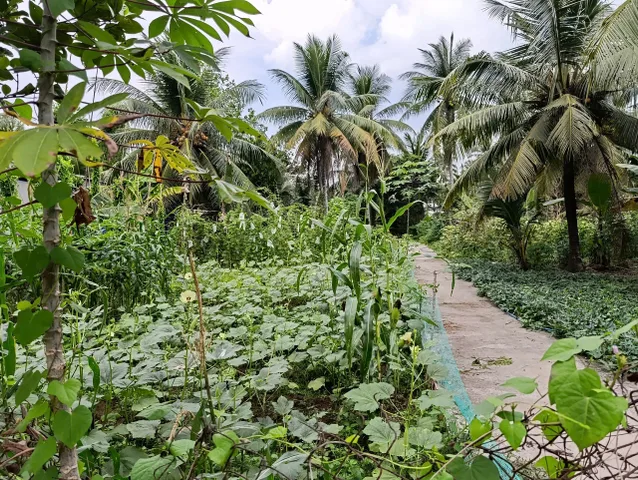 Bán Đất 150m2 có sẵn 150 m2 thổ cư giá 750.1 triệu tại - Chọn - Xã Bình Phú Thành phố Bến Tre Bến Tre