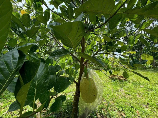 bán đất có sẵn thổ cư và vườn mít đang ra trái giá 160tr/mn