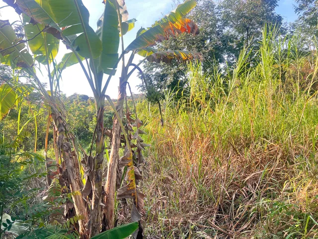 🌿 CẦN BÁN RẪY TẠI ENUÔL – BUÔN ĐÔN