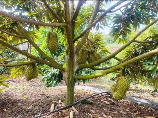 Kẹt vốn làm ăn bán lỗ lại căn nhà  vườn nhỏ hơn 500m2 , giá 455triệu ,sổ sẵn.