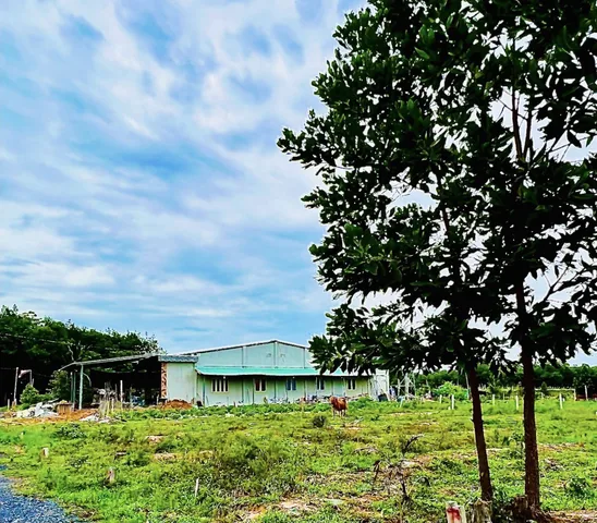BÁN GẤP LÔ ĐẤT 1010M2(16X57M) ĐỐI DIỆN KCN LỚN, CHỢ ĐÔNG TIỆN XÂY TRỌ GIÁ 180TR