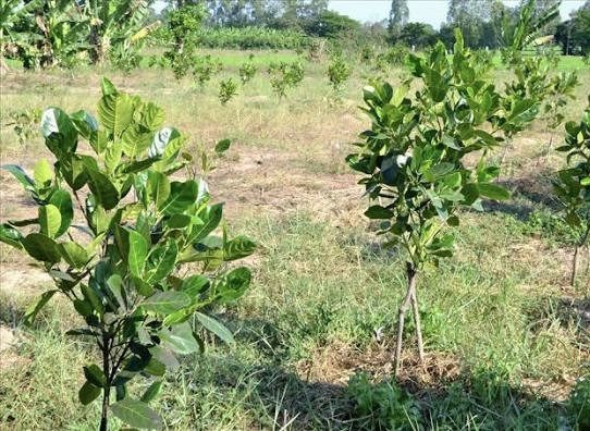 Bán Đất 510m2 có sẵn 200 m2 thổ cư giá 680 triệu tại Đường DH507 Xã An Thái Huyện Phú Giáo Bình Dương