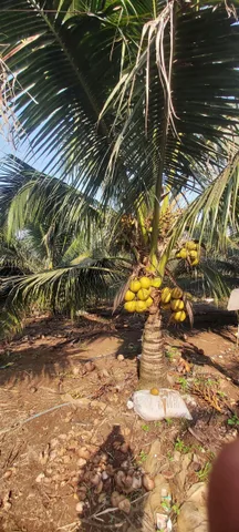 Bán Đất 21000m2 giá 100 triệu tại Xã Xuân Đông Huyện Cẩm Mỹ Đồng Nai
