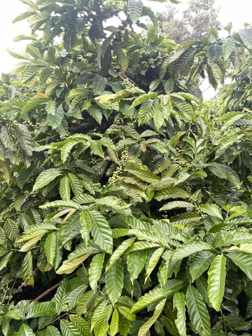 Bán Đất 3846m2 giá 1.6 tỷ tại Đường Vũ Lăng Xã Ia Kênh Thành phố Pleiku Gia Lai