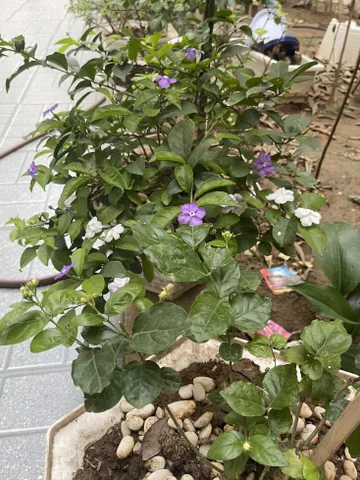 Bán Nhà riêng 91m2 có sẵn 91 m2 thổ cư giá 5 tỷ tại Sáp Mai Xã Võng La Huyện Đông Anh Hà Nội
