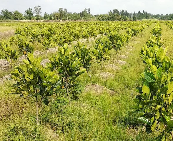 Bán Đất 255m2 có sẵn 100 m2 thổ cư giá 480 triệu tại Đường DH507 Xã An Thái Huyện Phú Giáo Bình Dương