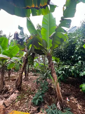 NC- 🌳 600m2 ĐẤT MẶT TIỀN TRIỆU QUANG PHỤC – VƯỜN ĐẸP, THỔ CƯ NHIỀU