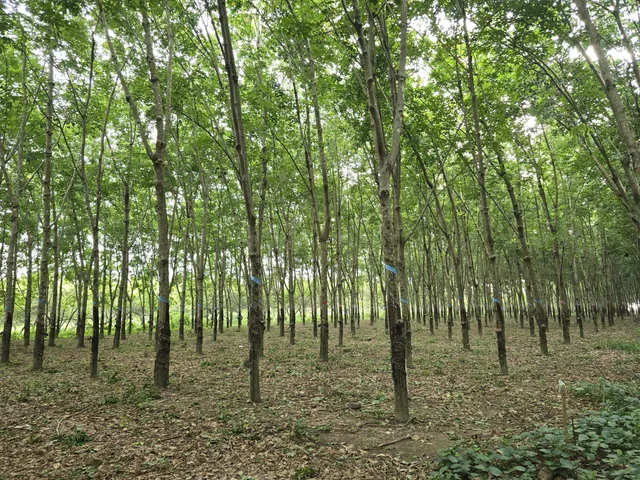 Cần Bán Lô Đất Trồng Cao Su Đang Cạo, Có Sẵn Sổ Hồng.