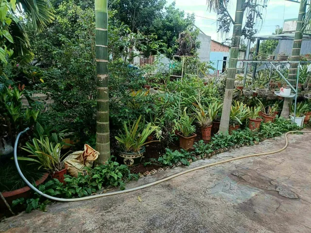Bán Nhà riêng 353.7m2 có sẵn 75 m2 thổ cư giá 1.85 tỷ tại Xã Ea Kao Thành phố Buôn Ma Thuột Đắk Lắk
