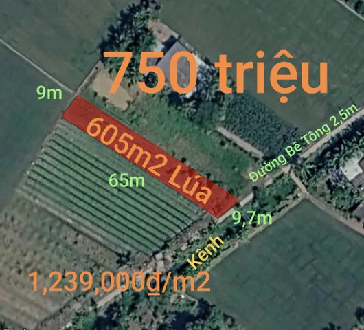 Bán Đất 605m2 giá 750 triệu tại Xã Bình Lãng Huyện Tân Trụ Long An