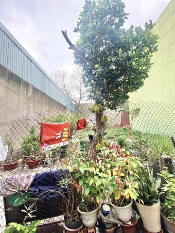 💥 (Gần Đường Phan Huy Ích) Hẻm Phan Huy Ích - 5.x tỷ - 4.53x18.3m (83m²) - Lô đất đẹp ngang gần 5m, Ngân hàng định giá cho vay 5 tỷ, Tiện xây mới 4-5 tầng