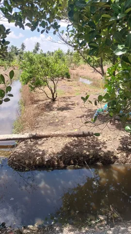 ĐẤT VƯỜN ĐANG TRỒNG CÂY ĂN TRÁI ( KHU VỰC CHUYỂN FULL THỔ CƯ )  530 triệu / 540MV - Xã Thạnh Hòa Huyện Bến Lức Long An