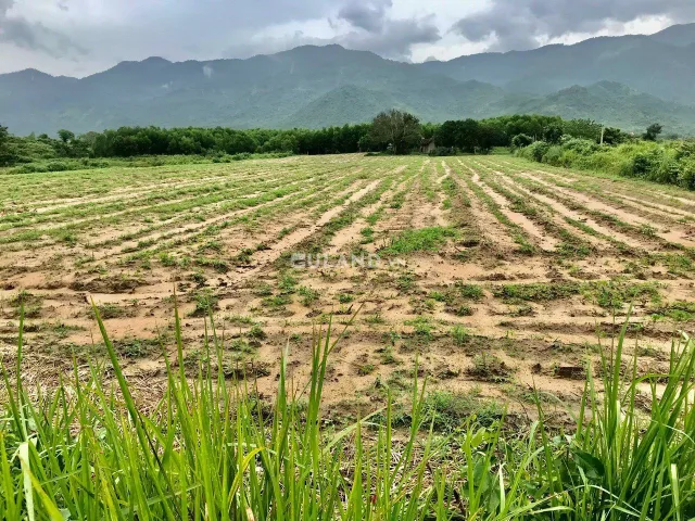 Ninh Tây quy hoạch full thổ